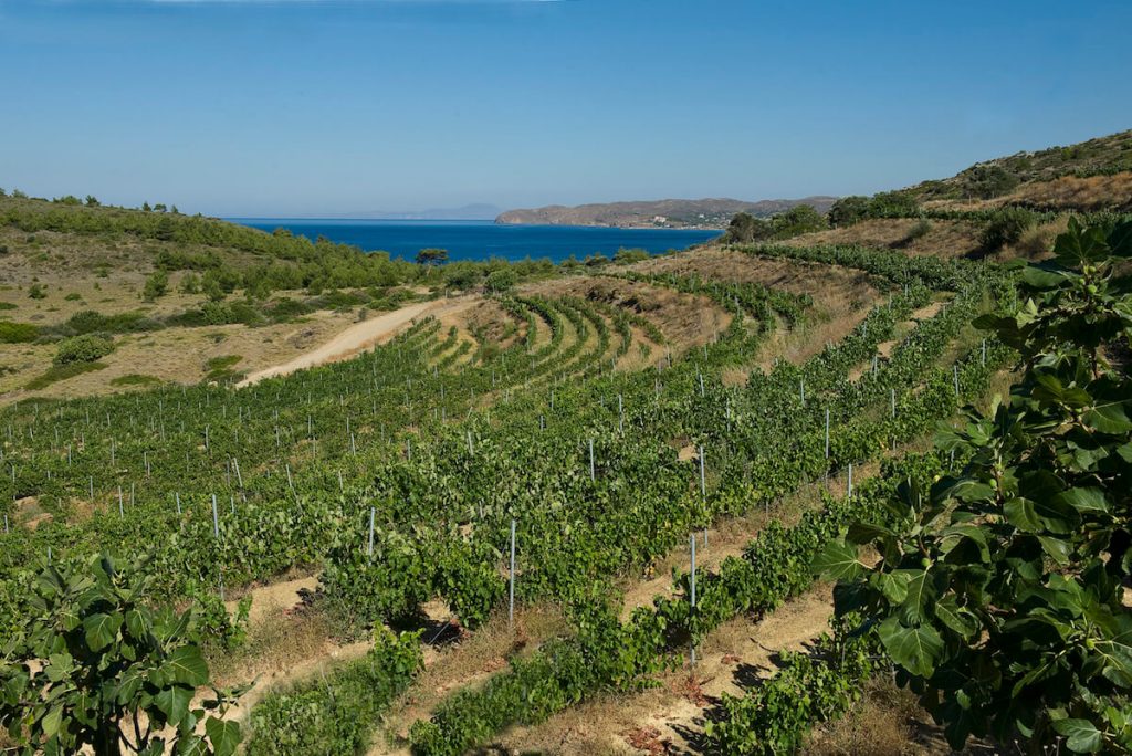 Domaine Kefala Vineyard