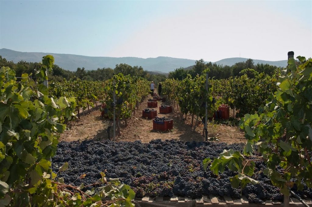 Domaine Kefala Vineyard