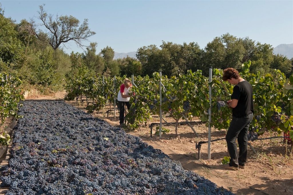 Domaine Kefala Vineyard