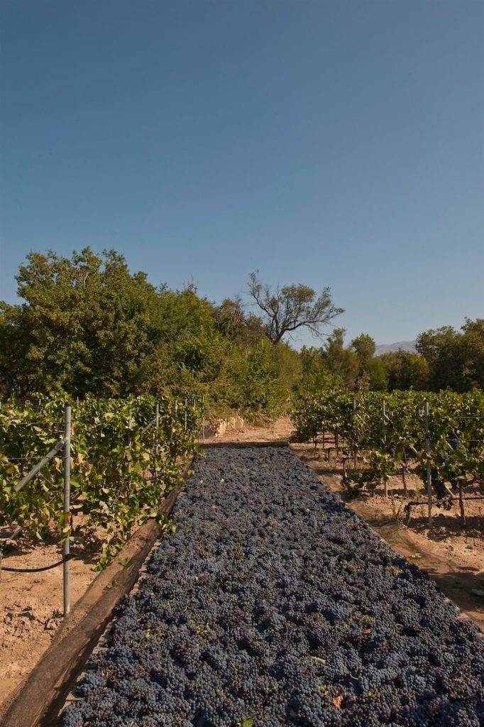 Domaine Kefala Vineyard