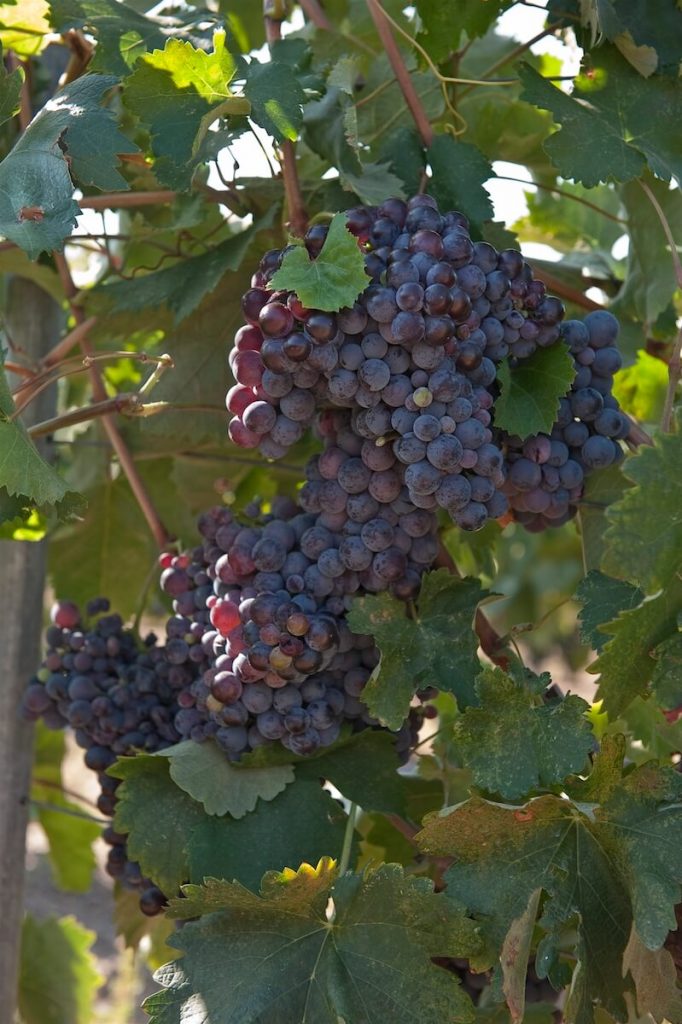 Domaine Kefala Vineyard