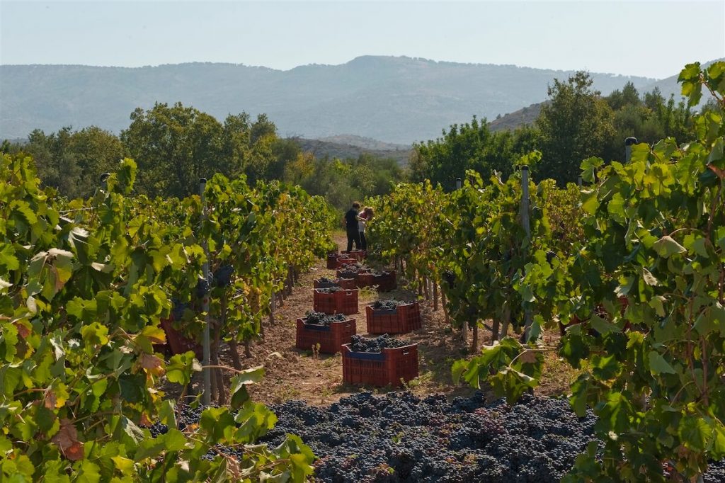 Domaine Kefala Vineyard