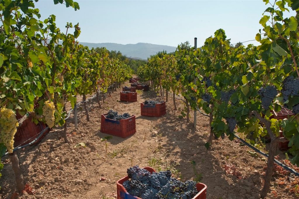 Domaine Kefala Vineyard